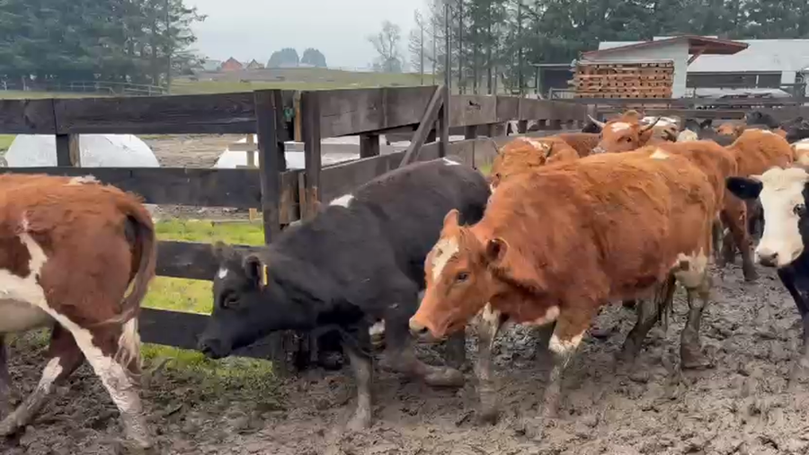 Lote 45 Vaquilla Engorda en Osorno, X Región Los Lagos