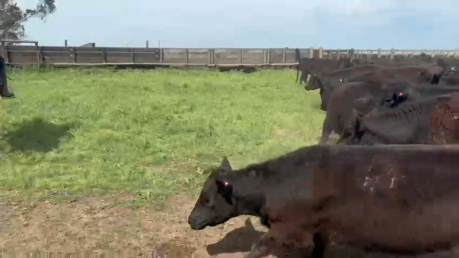 Lote 37 Vaquillonas PÑ en Laprida