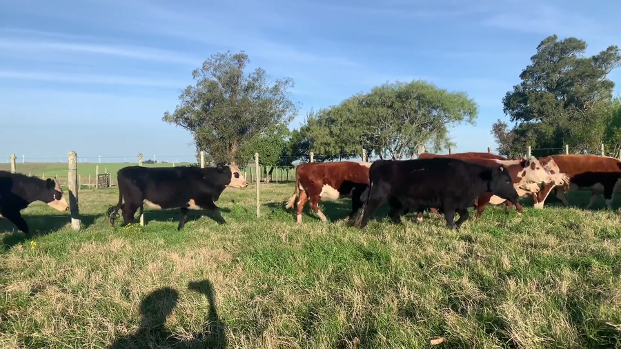 Lote 50 Terneros en Maldonado, José Ignacio