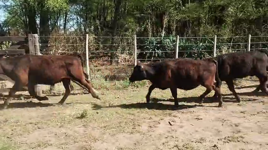 Lote 35 Terneros en Bonifacio