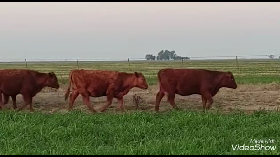 Lote 60 Vaquillonas en Huanguelen, Buenos Aires