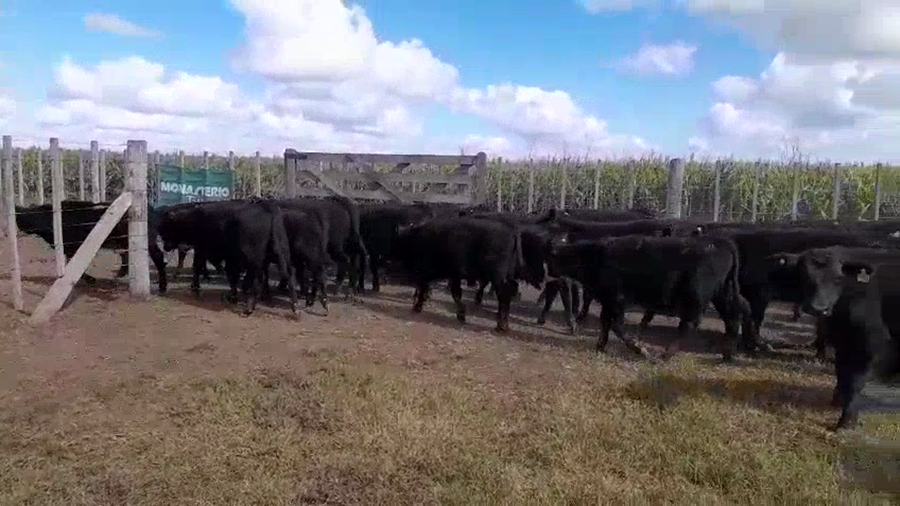 Lote 125 Terneros en Gral. Lamadrid