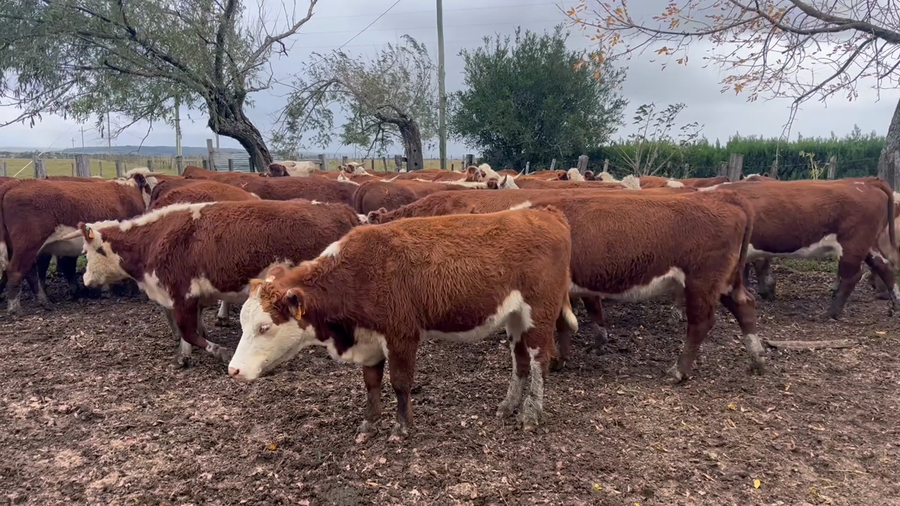 Lote 51 Vacas preñadas