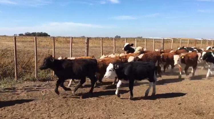 Lote 64 Terneros/as de 160/170 Kgs en Amenabar