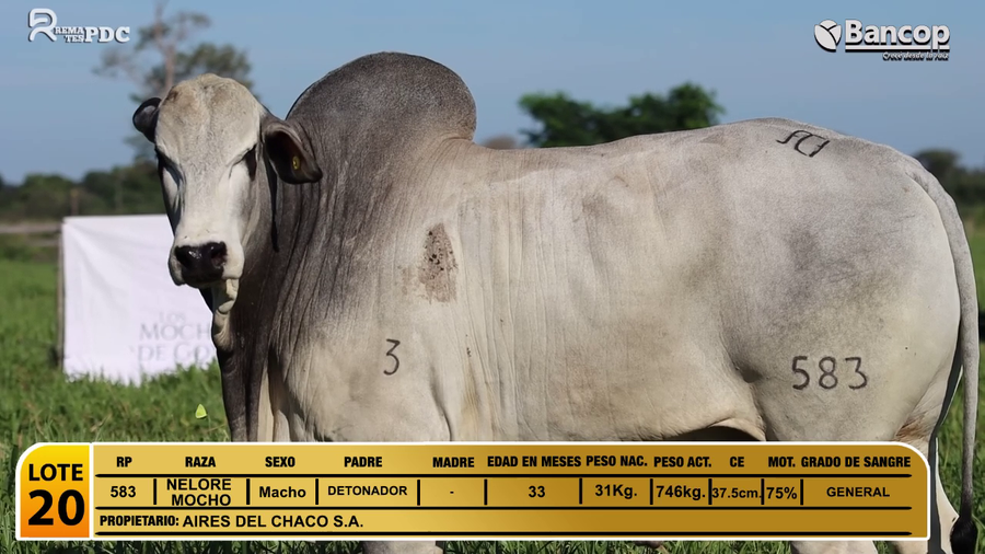 Lote Toros NELORE MOCHO a remate en Jueves 29 de mayo- Remates PDC, Amambay