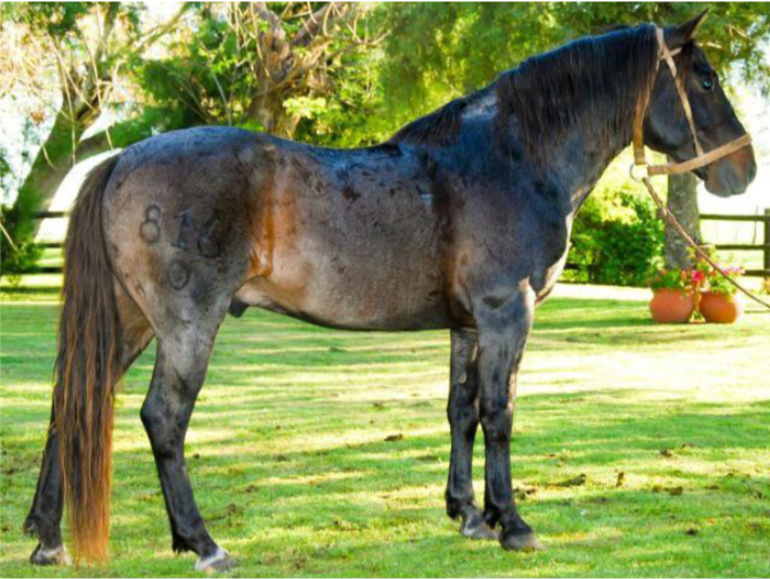 Lote SATANÁS RUMBEADOR