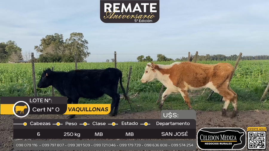 Lote 6 Vaquillonas  en San José , San José