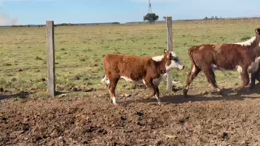 Lote 50 Terneros/as en Corrientes, Chavarría