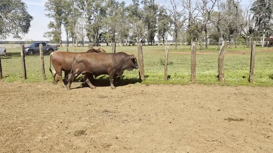 Lote Toros Brangus de "San Simon"