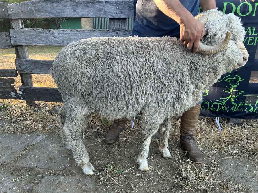 Lote Borrego 4/6D (MO: Si)