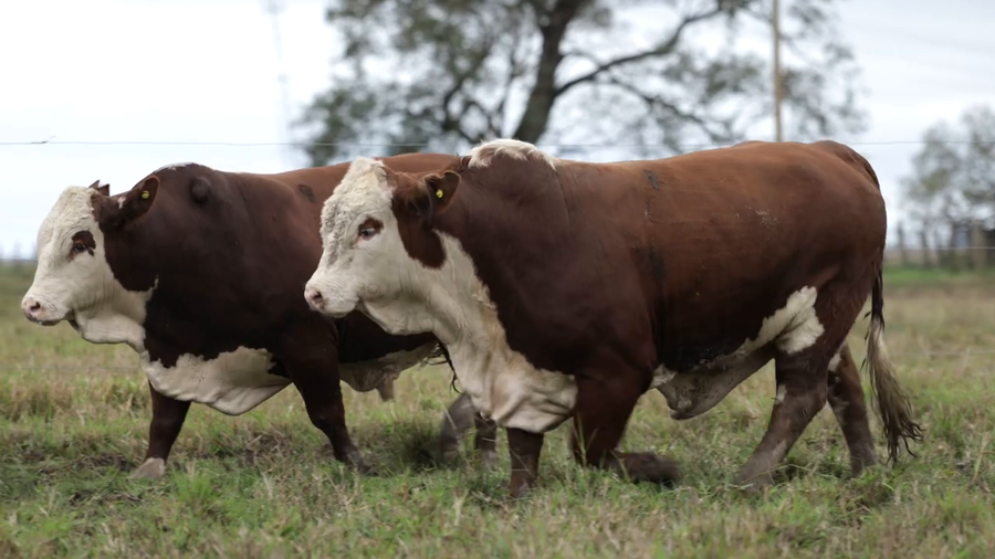 Lote Toros