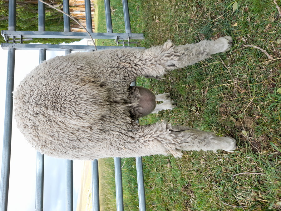 Lote Carnero TOP, 21-1441