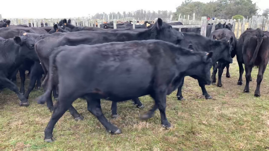 Lote 26 Vaca en Tupambaé, Cerro Largo