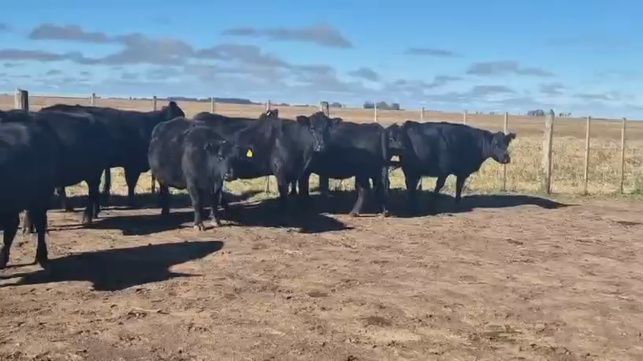 Lote 14 Vacas CUT preñadas