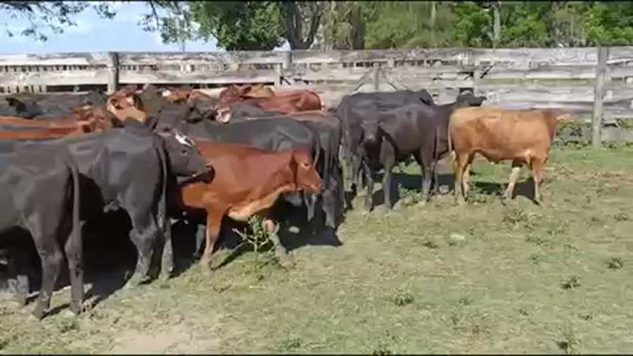 Lote 115 Terneros/as en Gran Guardia, Formosa