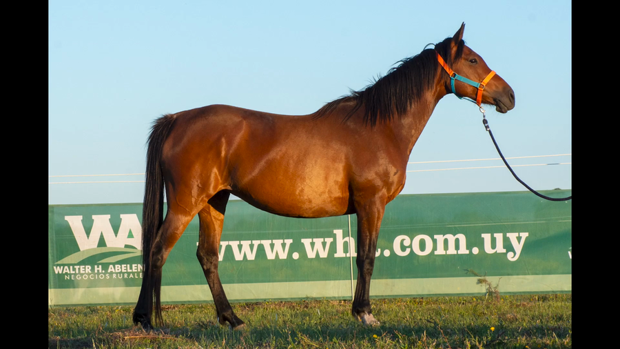 Lote SM FOREVER GILADA