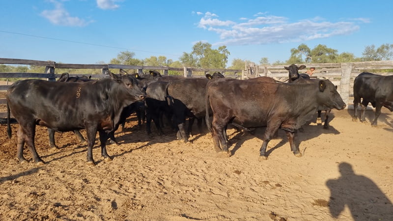 Lote Vaquillas Preñadas CBO 0