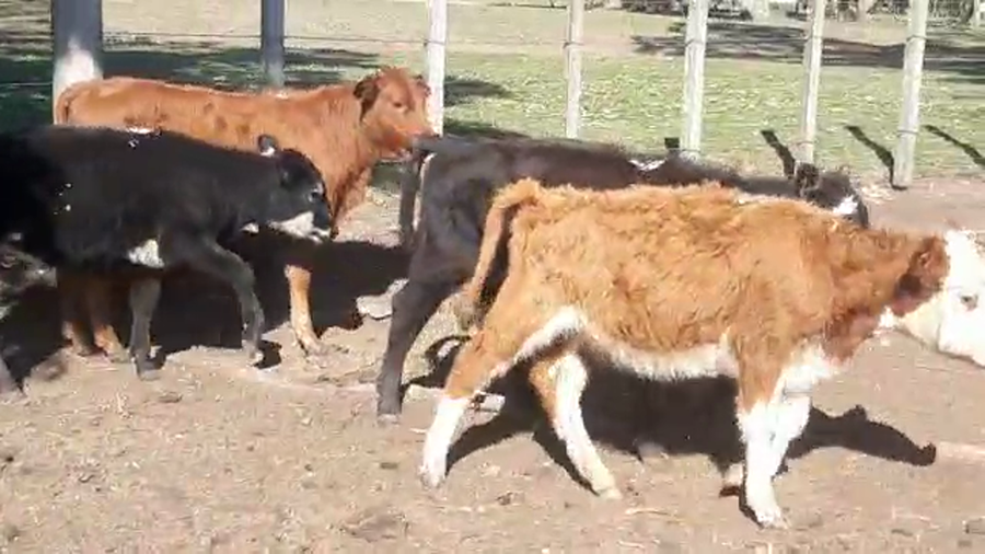 Lote 10 Terneros enteros