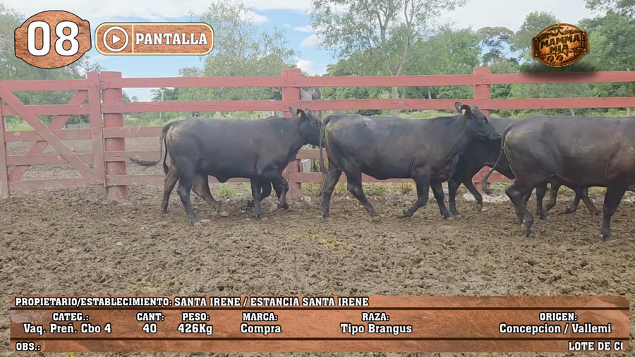 Lote LOTE 8 - POR PANTALLA
