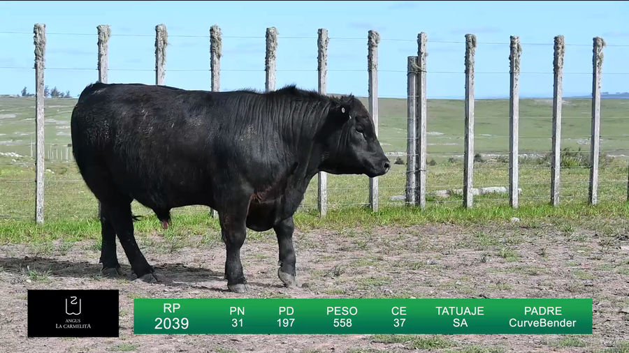 Lote TOROS LA CARMELITA