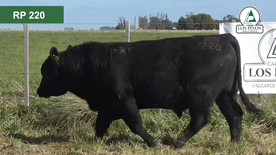 Lote 3 Toros ANGUS a remate en 40º Remate Anual - Cabaña Los Pinos en Balcarce