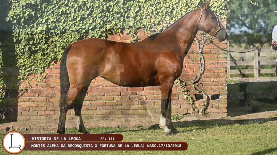 Lote História de la Legua