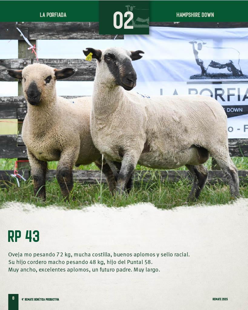 Lote Ovejas a remate en 4º Genetica Productiva, Florida