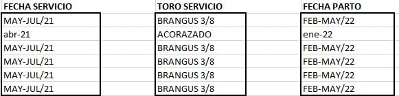 Lote VAQUILLONA PREÑADAS CORRAL 62