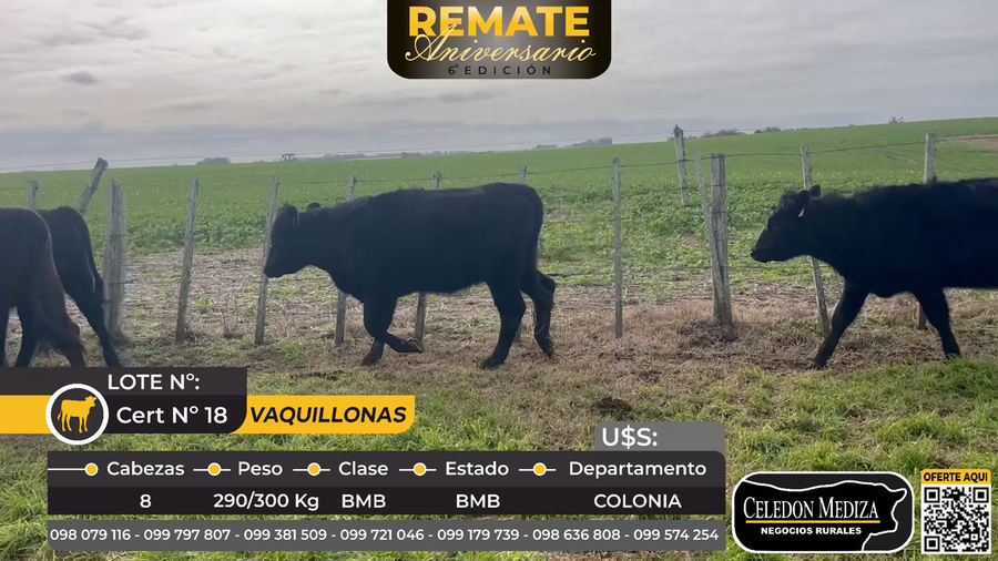 Lote 8 Vaquillonas  en Riachuelo, Colonia