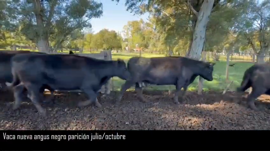 Lote 35 Vacas nuevas C/ gtia de preñez