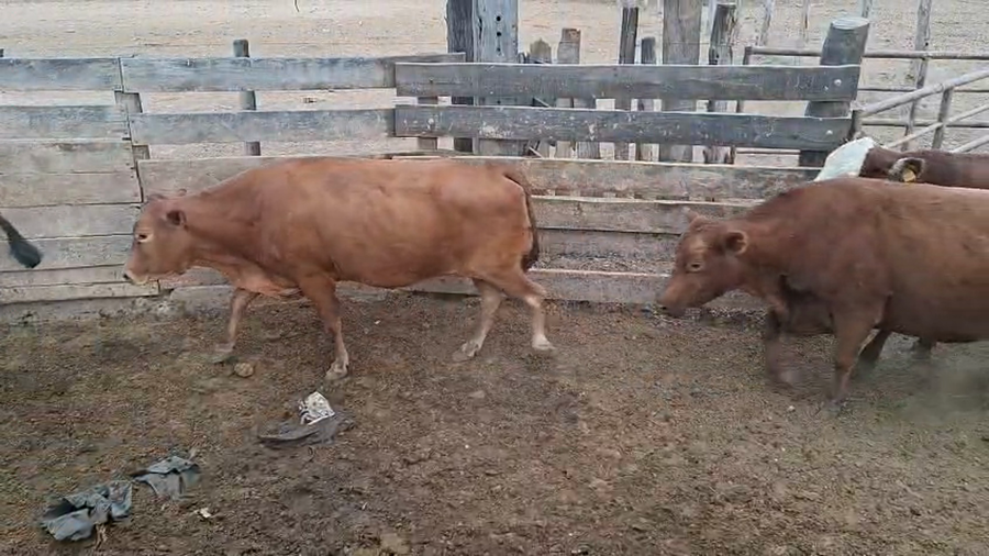 Lote 115 Vacas en Salta, Las Lajitas