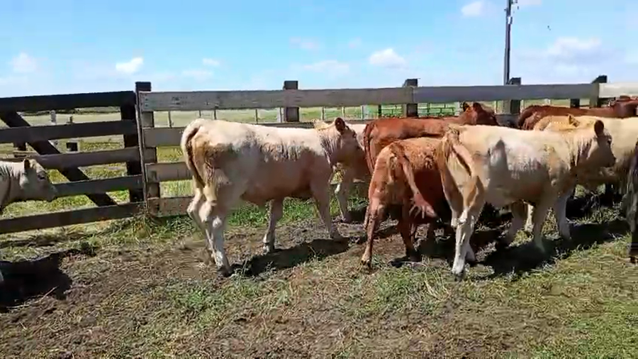 Lote 14 Ternera en Toltén, IX Región Araucanía