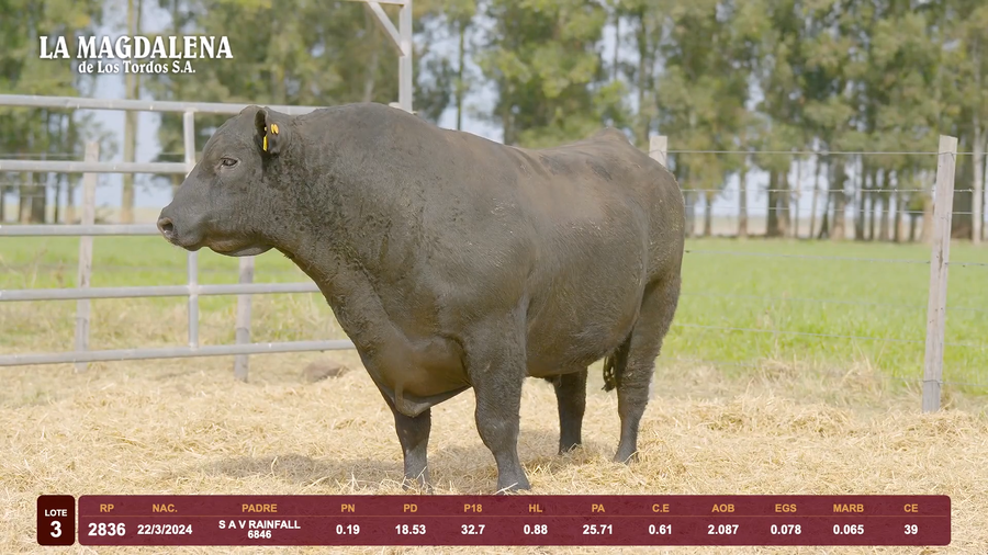 Lote Lote 3 - Angus
