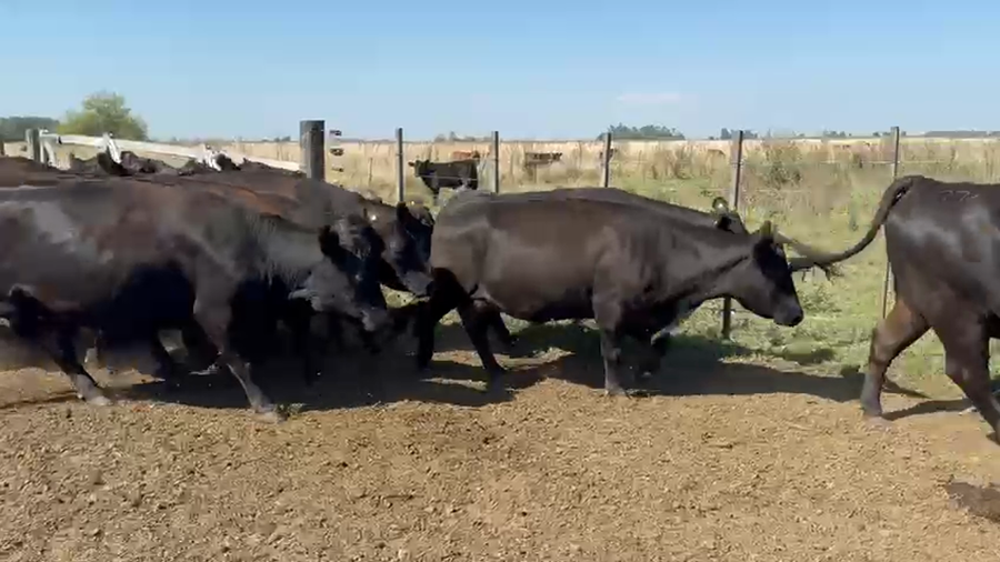 Lote 82 Vacas medio uso C/ gtia de preñez