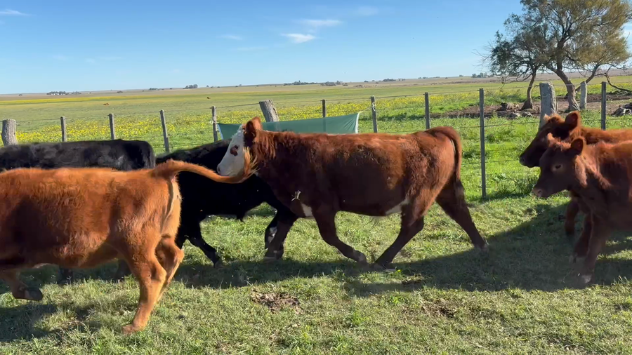 Lote 30 Terneros/as en Rivera