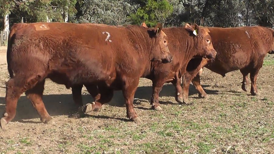 Lote TOROS PUROS CONTROLADOS COLORADOS