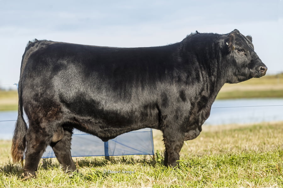 Lote Selección de Toros Surangus