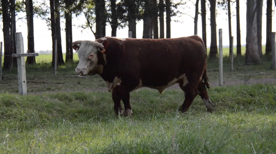 Lote HEREFORD PURO de Origen