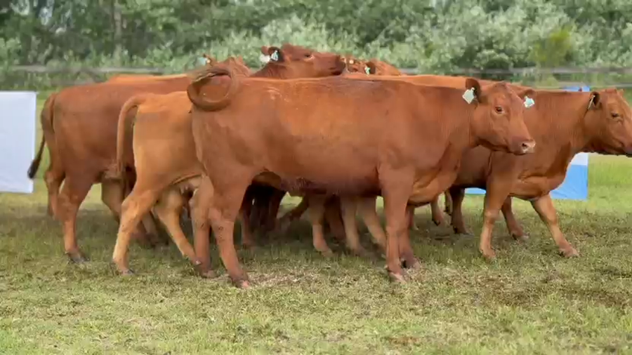 Lote 11 Vacas medio uso C/ gtia de preñez