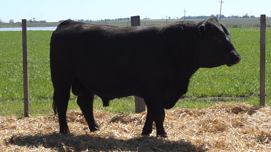 Lote 2 Toros a remate en 22º Remate Anual La Magdalena, Salto