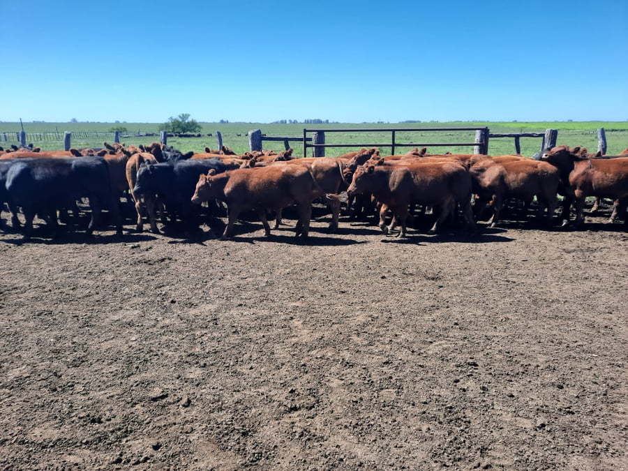 Lote SAENZ VALIENTE, BULLRICH Y Cia. S.A.