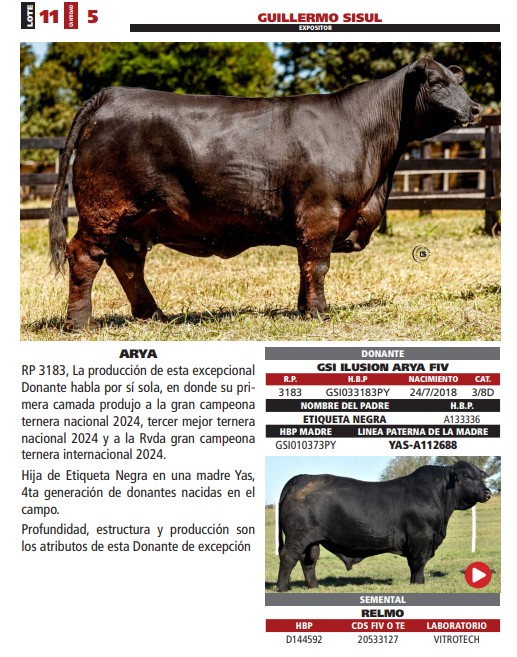 Lote LOTE 11