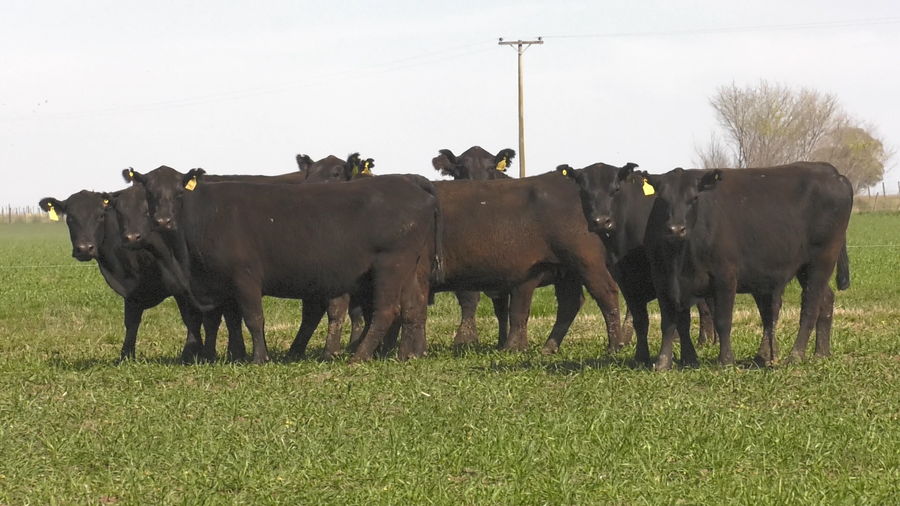 Lote VACAS  ANGUS NEGRO P. CONTROLADAS C/ GTIA DE PREÑEZ PARICION OTOÑO