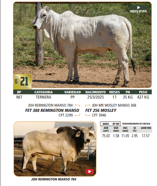 Lote LOTE 21