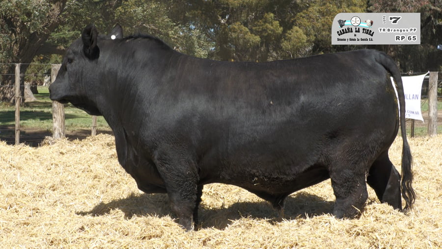Lote MACHOS BRANGUS NEGROS Y COLORADO