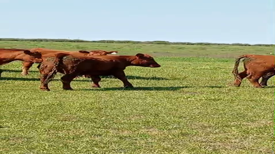 Lote 75 Vaquillonas c/garantía de preñez