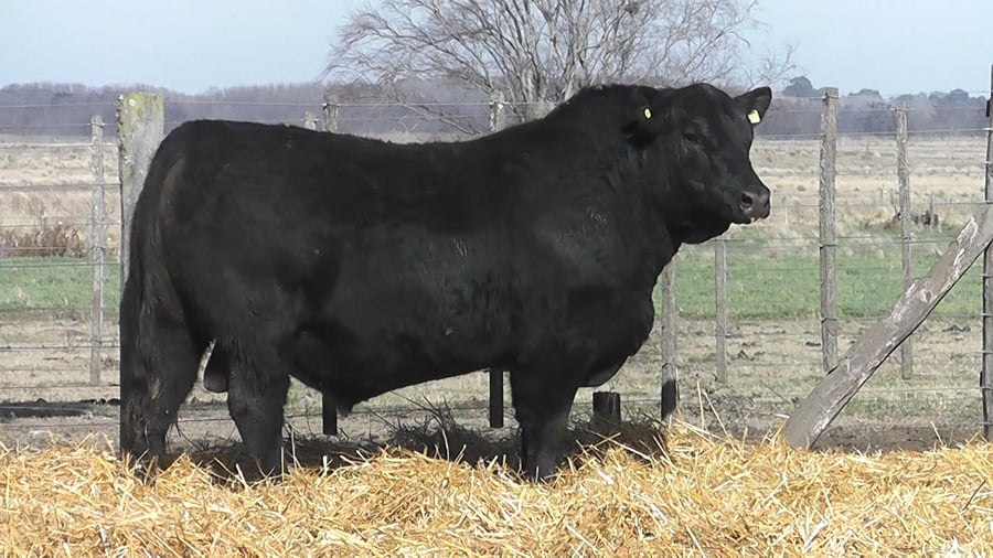 Lote TOROS PUROS POR CRUZA