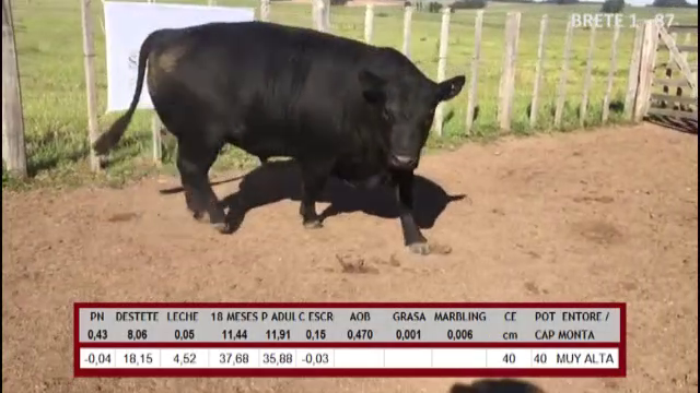 Lote TOROS ABERDEEN ANGUS
