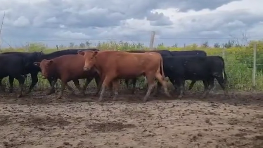 Lote 143 Vaquillonas en Entre Ríos, Victoria