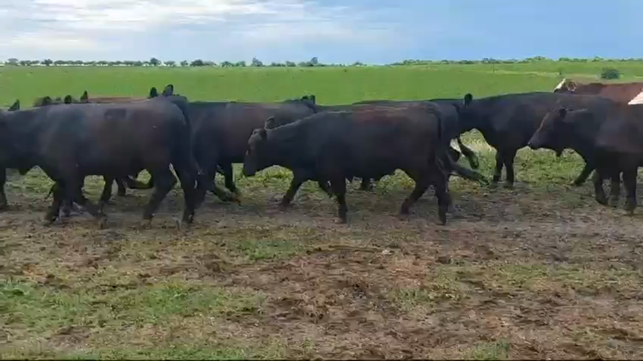 Lote 52 Novillitos en Entre Ríos, Federal